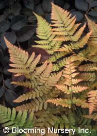 Dryopteris erythrosora 'Brilliance'